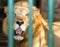 Lion with a sincere sight in cage