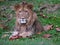 Lion sitting calmly playing with the leaves closeup.