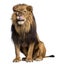 Lion sitting, licking, Panthera Leo, 10 years old