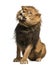 Lion sitting, shaking, Panthera Leo, 10 years old