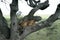 Lion sitting in Tree - Serengeti, Africa