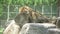 Lion sleeping at Izmir zoo. Sasali