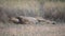 Lion Sleeping in Savanna of National Park in Tanzania Africa