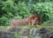 Lion sleeping sweetly on stones and grass in the Singapore zoo