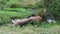 Lion sleeps in the shade in the African savannah