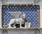 Lion of St. Mark on the Exterior of St. Marks Clock Tower in Venice