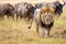 lion stalking a herd of antelope in a savannah
