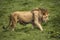 A lion stalks through grass