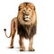 Lion standing in front of a white background, front view.