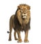 Lion standing, Panthera Leo, 10 years old, isolated