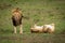 Lion stands by lioness rolling on back