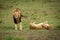 Lion stands over lioness rolling on back