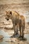 Lion stands on stepping stones in waterhole