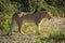 Lion staring ahead in sunshine beside bushes