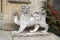 Lion statue at Croft Castle in Yarpole, Leominster, Herefordshire, England