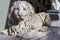 Lion statue at the entrance of the San Lorenzo Cathedral in Genoa, Liguria, Italy