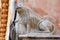 Lion statue on the facade of the building