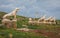 Lion statues at the archaeological island of Delos