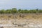 Lion in steppe of Etosha Park, Namibia