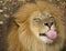 Lion Sticking Out Tongue
