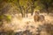 Lion in the sunrise light, Etosha National Park, Namibia