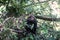 Lion-tailed asian Macaque