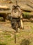 Lion tailed macaque on branch with a stick