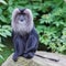 Lion-tailed Macaque (Macaca silenus)