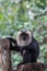 Lion-tailed Macaque & x28;Macaca silenus& x29;