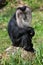 Lion-tailed macaque (Macaca silenus), also known as the wanderoo.
