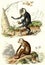 Lion-tailed macaque, The maimon, vintage engraving