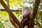 Lion-Tailed Macaque Monkey Close Up