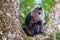 Lion tailed macaque monkey on the tree middle of the jungle mother monkey