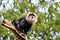 Lion-tailed Macaque, watching from a tree stump