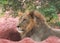 A lion taking rest at Nehru Zoological Park