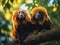 Lion Tamarins