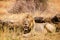 Lion, Tarangire National Park