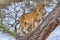 Lion, Tarangire National Park, Tanzania, Africa