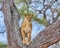 Lion, Tarangire National Park, Tanzania, Africa