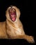 Lion throat full face. The huge gluttonous mouth is wide open, tongue and fangs.Powerful muscular lioness