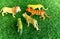 Lion and tigers toys on plastic grass