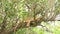 Lion on a tree, Nakuru Park