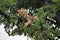 Lion in a tree in a National Park in Africa