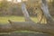 Lion on a tree at Sunset