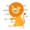 Lion vocabulary part of body.vector