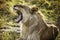 A lion waking in the Maasai Mara Kenya Africa