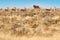 Lion walk. Portrait of African lion, Panthera leo, detail of big animals, Etocha NP, Namibia, Africa. Cats in dry nature habitat,