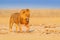 Lion walk. Portrait of African lion, Panthera leo, detail of big animals, Etocha NP, Namibia, Africa. Cats in dry nature habitat,