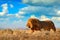 Lion walk. Portrait of African lion, Panthera leo, detail of big animals, Etocha NP, Namibia, Africa. Cats in dry nature habitat,