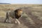 Lion walk in the wild maasai mara